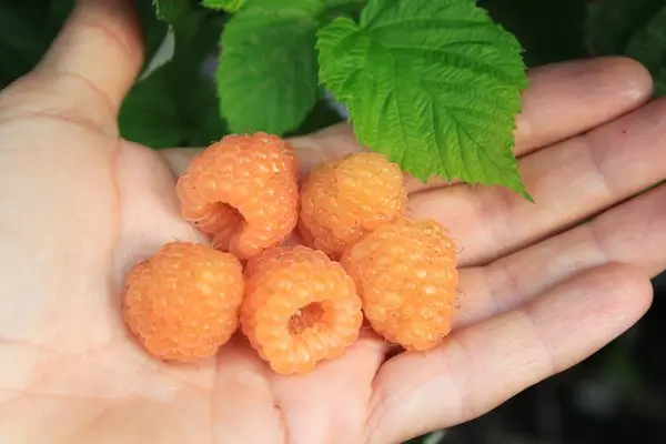 Orange Dwarf Raspberry