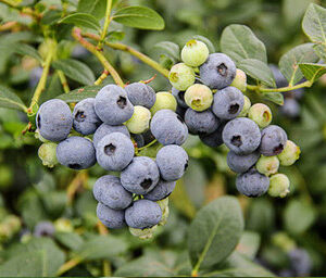 Ozarkblue Blueberry