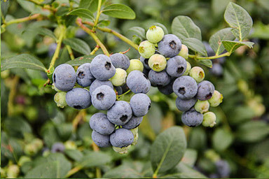 Ozarkblue Blueberry