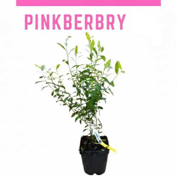 Pinkberry - Image 2