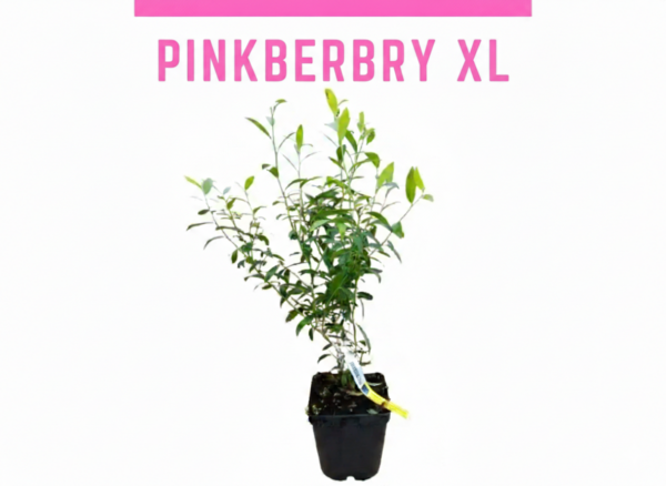 Pinkberry