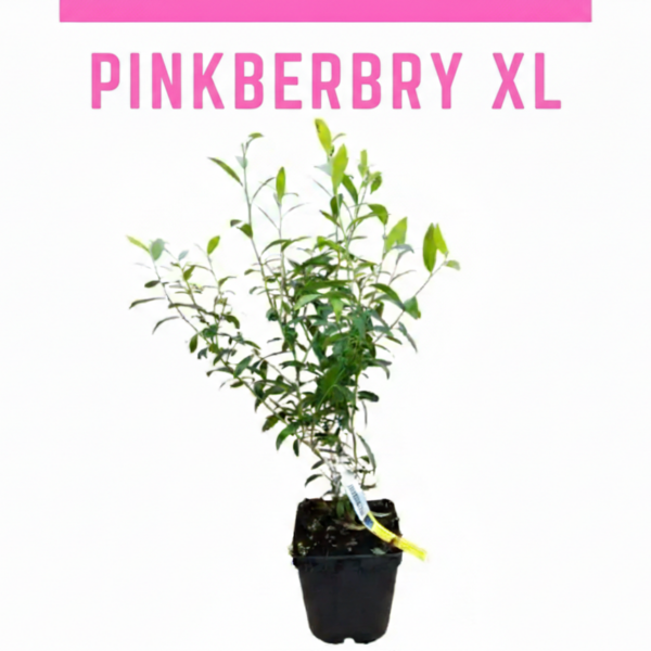 Pinkberry - Image 3