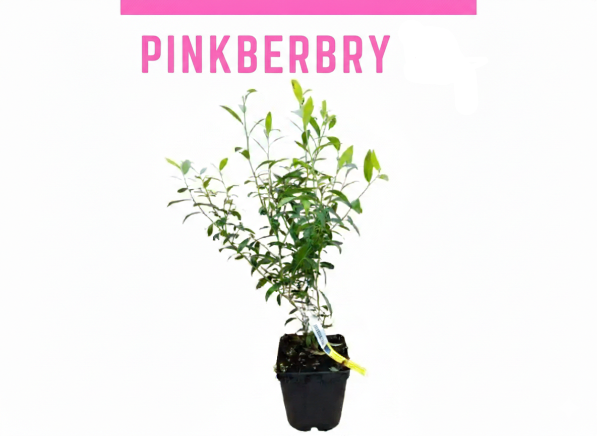 Pinkberry - Image 2