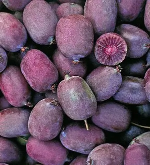 Purple Kiwiberry Ken's Red