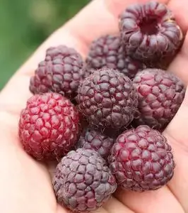 Purple raspberry
