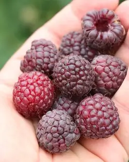 Purple raspberry