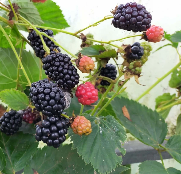 Primocane Blackberry