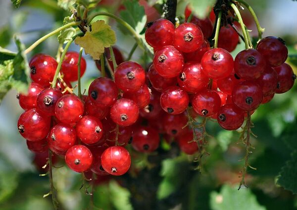 Red Currant