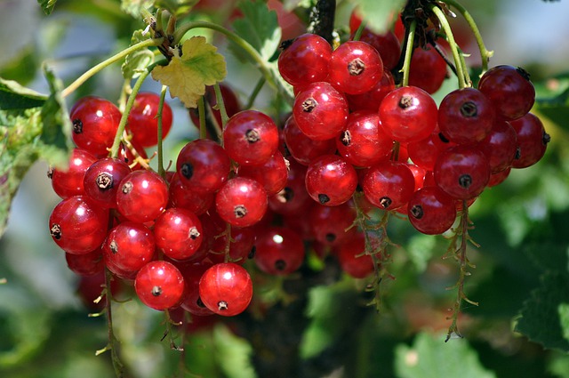 Red Currant - Image 1