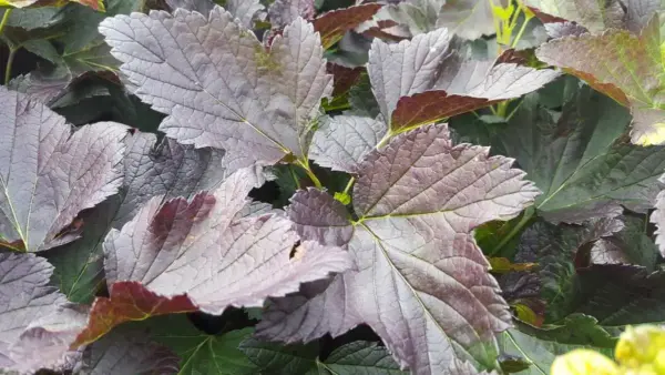 Red-Leaf Currants