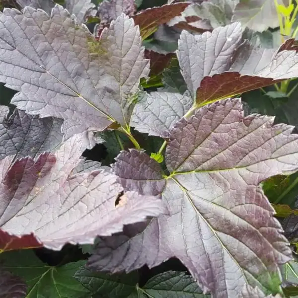 Red-Leaf Currants