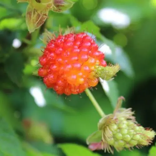 Salmonberry