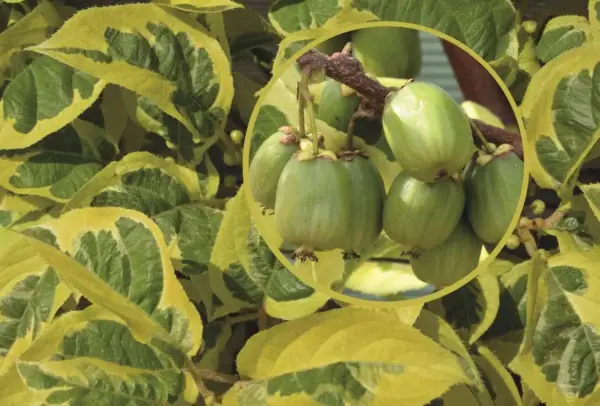 Self-fertile Albino Kiwiberry
