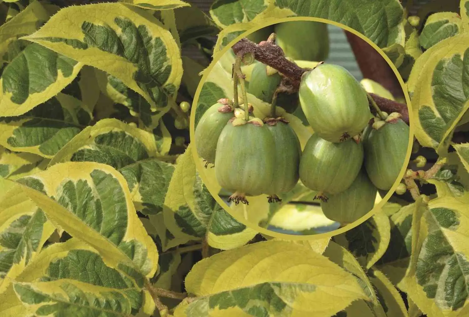 Self-fertile Albino Kiwiberry - Image 1