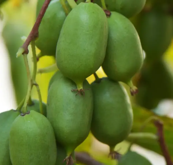 Self-fertile Kiwiberry Issai