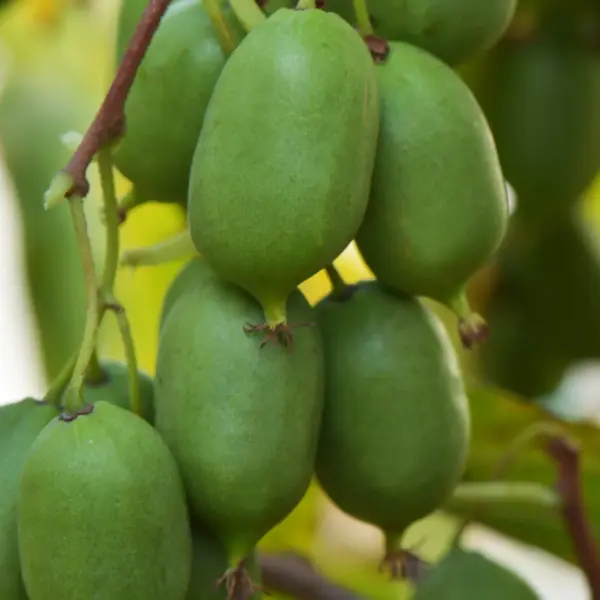 Self-fertile Kiwiberry Issai