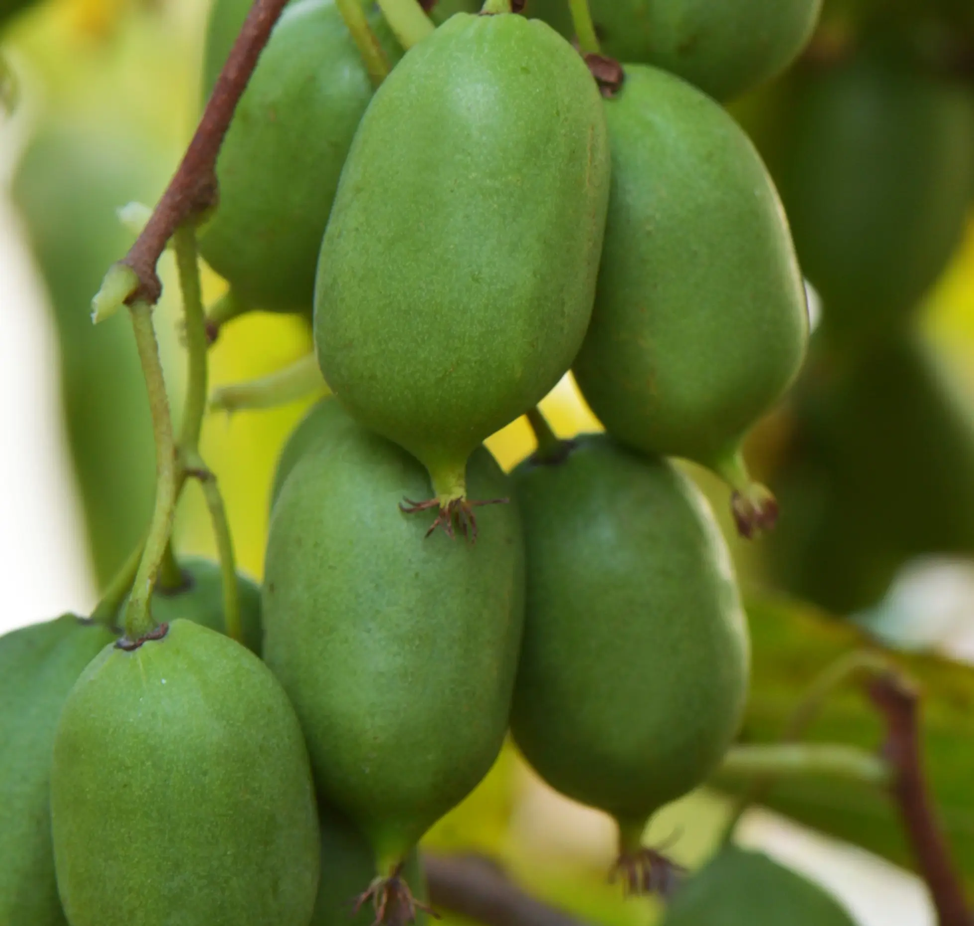 Self-fertile Kiwiberry Issai - Image 1