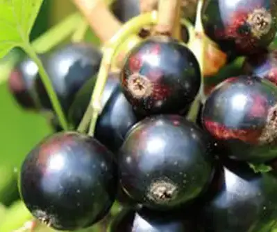 Sweet Blackcurrant