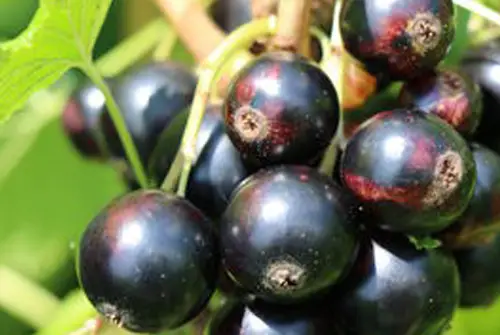 Sweet Blackcurrant