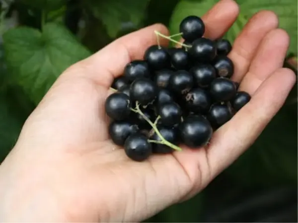 Sweet Dwarf Currant