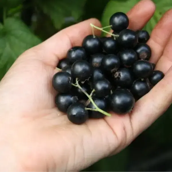 Sweet Dwarf Currant