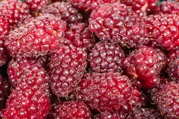 Tayberry
