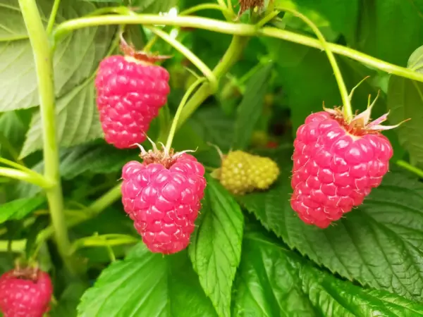 Versalles Raspberry