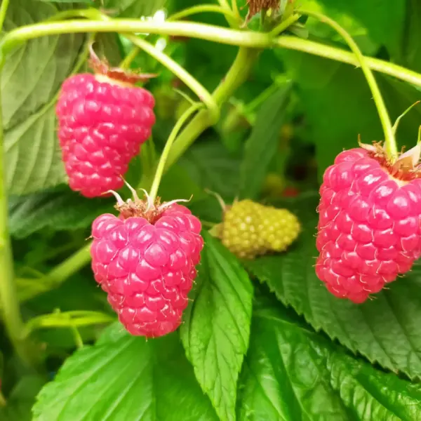 Versalles Raspberry