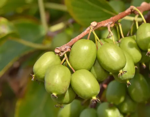Vitikiwi Self-pollinating Kiwiberry