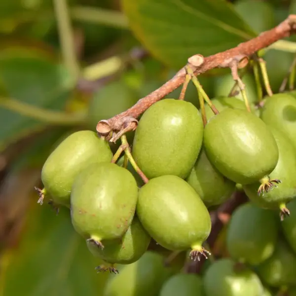 Vitikiwi Self-pollinating Kiwiberry