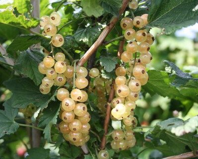 White Currant