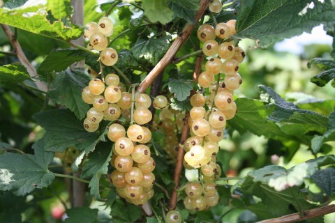 White Currant
