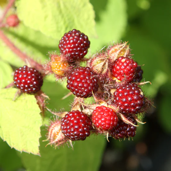 Wineberry