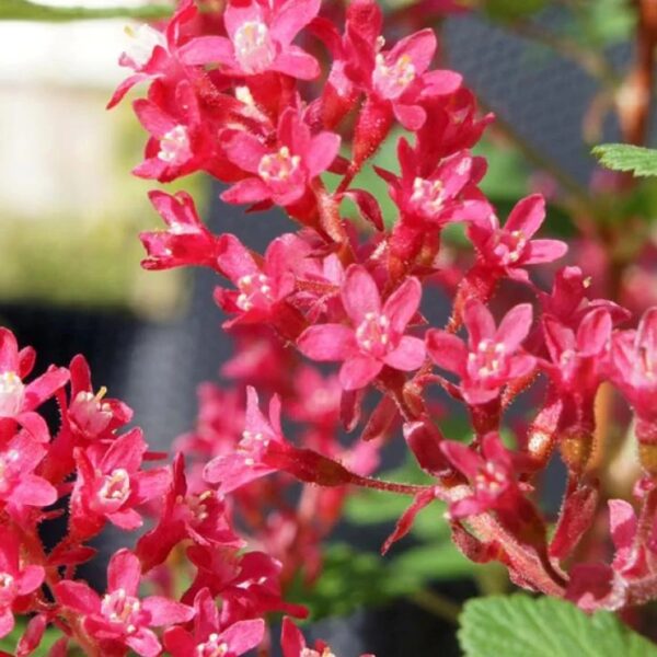Winter Currant