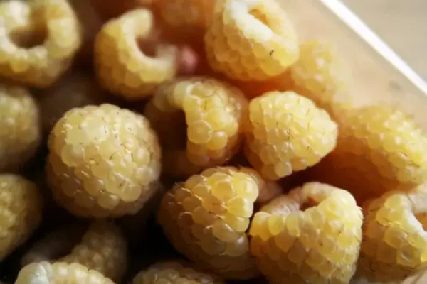 Yellow Raspberry