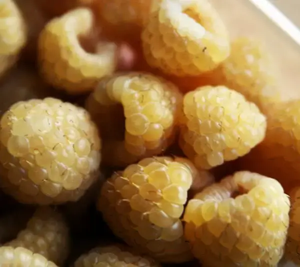 Yellow Raspberry