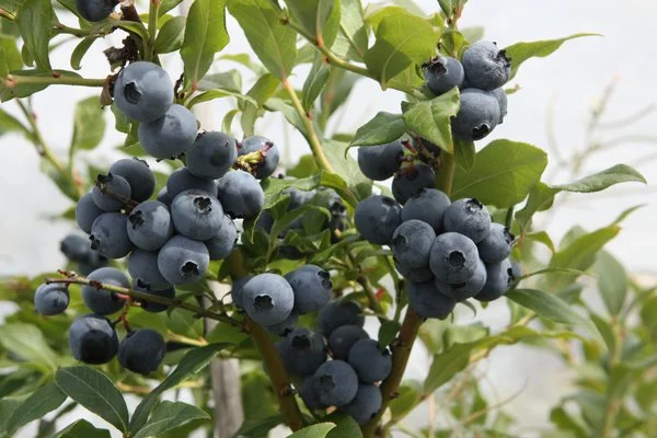 Double Harvest Blueberry