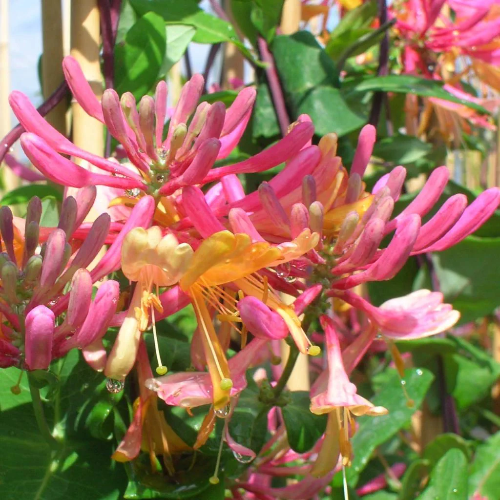American Beauty Honeysuckle - Image 1