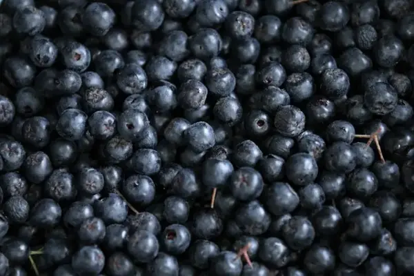 Aronia