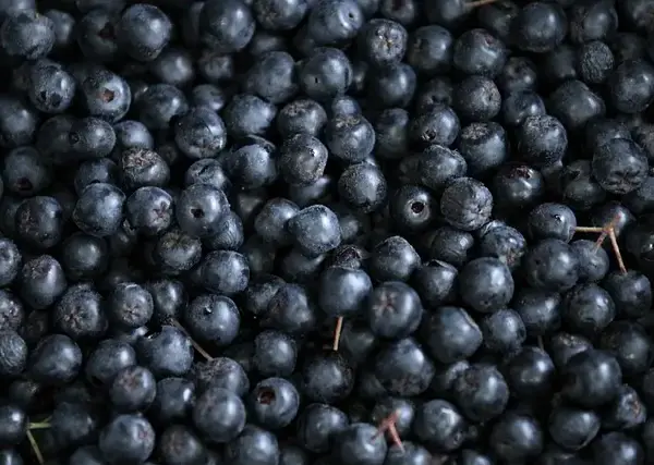 Aronia