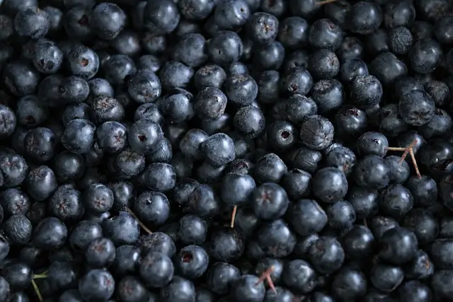 Aronia - Image 1