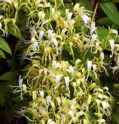 Delavay Honeysuckle