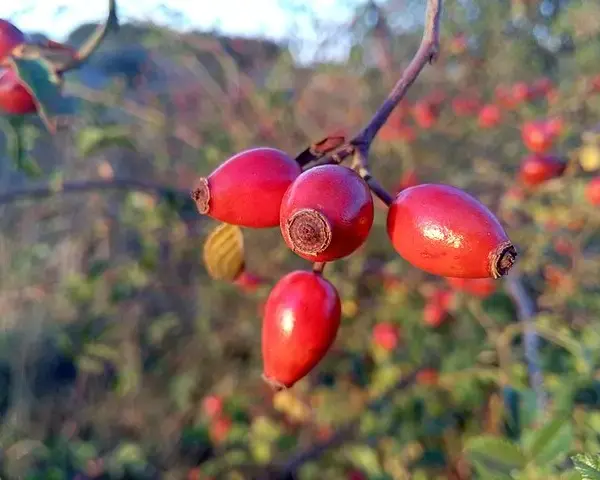 Dog Rose