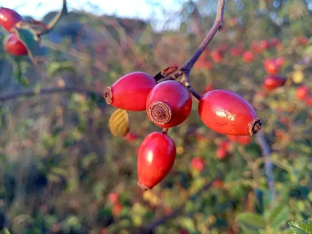 Dog Rose - Image 1