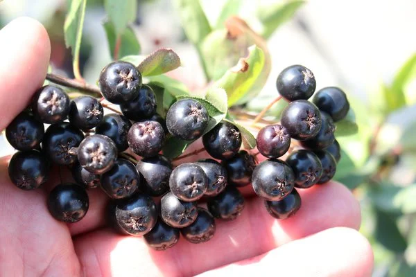 Dwarf Aronia