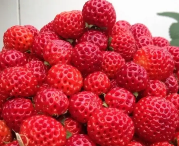 Framberry