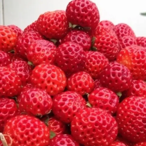 Framberry
