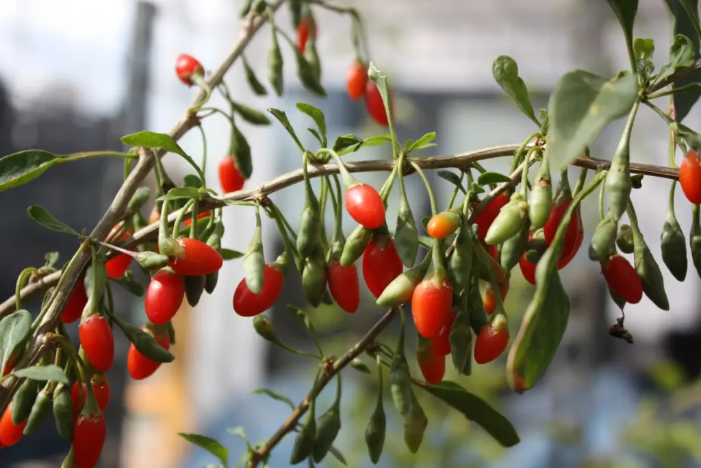Goji Berries