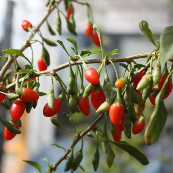 Goji Berries