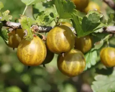 Goldenthorn Grape